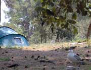 Остров Коверсада. Чайки и палатки